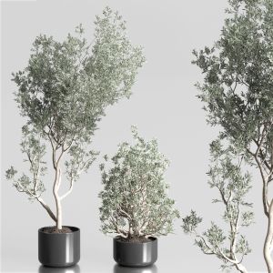 Olive Trees Set Indoor Plant In Concrete Pot 258