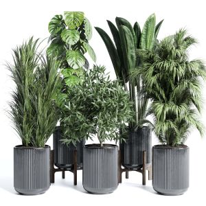 Collection Indoor Plant 257 Pot Ficus Rubbery Mons