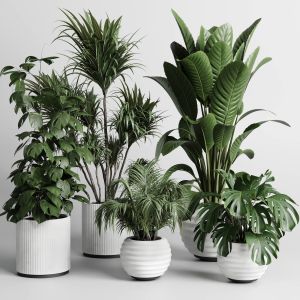 Collection Indoor Plant 256 Pot Plam Ficus Rubbery