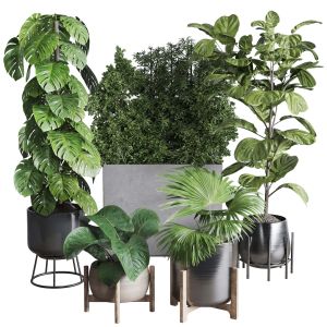 Collection Indoor Plant 251 Ficus Lyrata Monstera