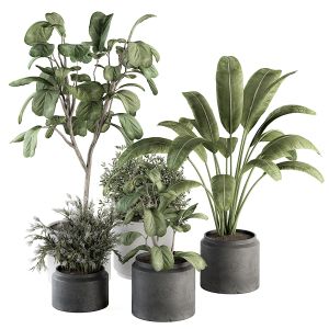 Indoor Plant Set 260 - Plant Set In Pot