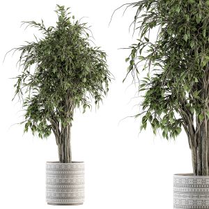 Indoor Plant Set 266 - Ficus Benjamin Plant In Pot