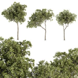 Small Fringe Tree - Set 49