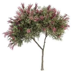 Crape Myrtle Tree - Set 50