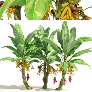 Banana Tree Plant Cluster