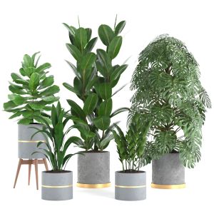 Plant Collection_rpm_04