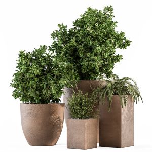 Outdoor Plant Set 271 -plant Set In Brown Concrete