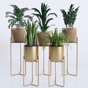 Plant Collection Rpm 01