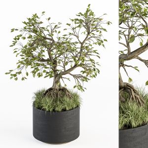 Indoor Plant Set 234 - Bonsai Plant In Pot