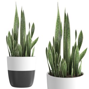 Snake Plant | Sansevieria 1