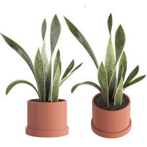 Snake Plant | Sansevieria 2