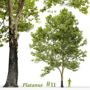 Plane-tree Sycamore Platanus #11