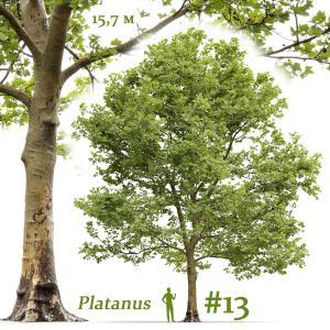 Plane-tree Sycamore Platanus #13