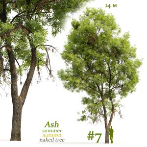 Ash-tree Fraxinus #7