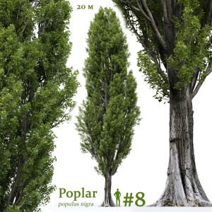 Poplar Populus Nigra #8