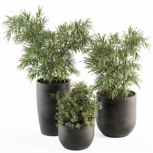 Indoor Plant Set 253 - Plants Set In Pot