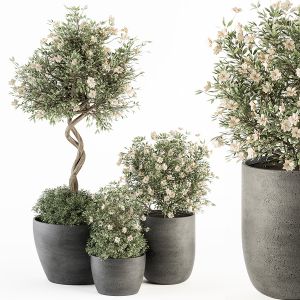 Outdoor Plant Set 239 - Flower Tree In Pot