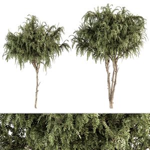 Small Timber Tree - Set 52