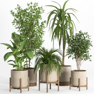 Indoor Plant Set 029