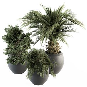 Indoor Plant Set 277 - Plants Set In Pot