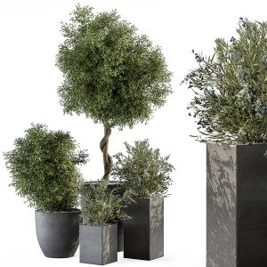 Outdoor Plant Set 273 - Plant Set In Concrete Pot