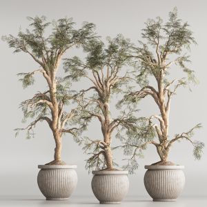 Indoor Plant Set 69