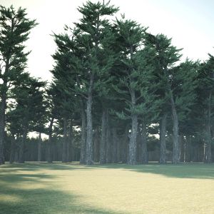 Conifer Forest 3d Exterior Scene