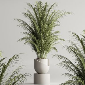 Indoor Plant Set 71