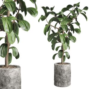 Ficus Rubbery Plant In Stone Vase Indoor Plant 263