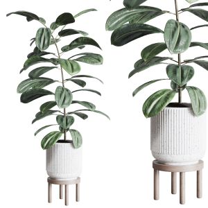 Ficus Rubbery Plant In Concrete Dirt Vase - Indoor