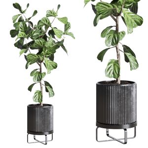 Ficus Lyrata Plant In Concrete Dirt Vase Indoor