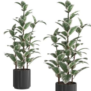 Ficus-elastica-1