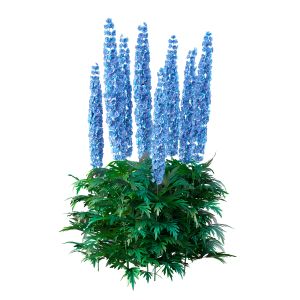 Delphinium