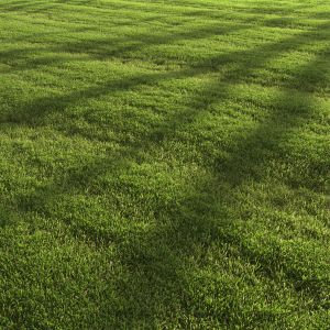 Lawn Landscape