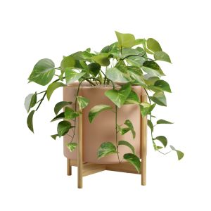 Pothos Plant