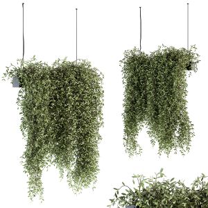 Indoor Plant Set 287 - Hanging Plants