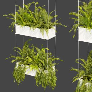 Collection Plant Vol 363 - Fern - Leaf - Hanging