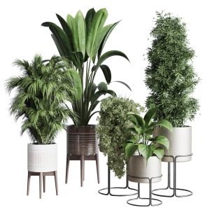 Indoor Plant Set Ficus Rubbery Of Earthenware And