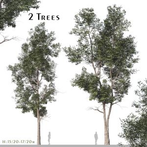 Set Of Eucalyptus Robusta Trees (Swamp Mahogany)