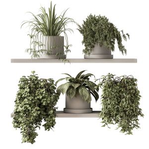 Indoor Plant Set 281 - Plant Pot On Shelves