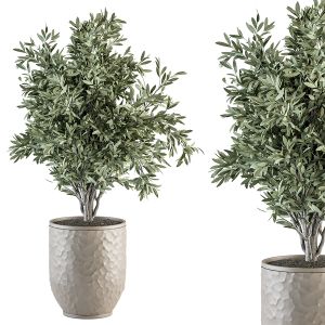 Indoor Plant Set 289 - Olive Plants Set In Polygon