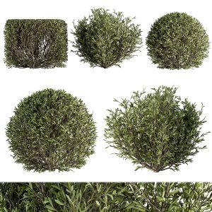 Shape Bush - Bush Set 41