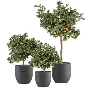 Indoor Plant Set 290 - Lemon Tree Set In Pot