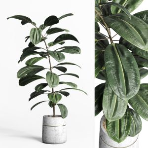 Indoor Plant 159 Pot Plant Ficus Rubbery Concrete