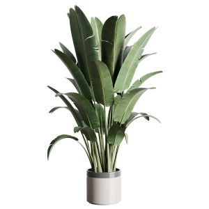 Indoor Outdoor Plants 157 Pot Palnt Ravenala Concr