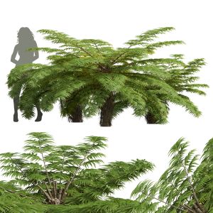 Alsophila Spinulosa Fern Decorative Small