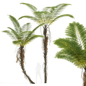 Alsophila Spinulosa Fern Tall