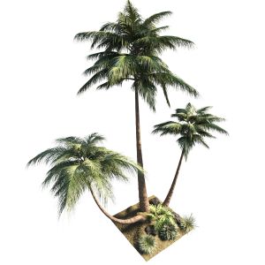 Collection Outdoor 71 Pot Tree Palm  Bush  Fern