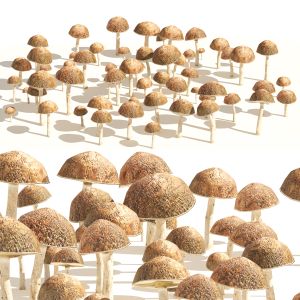 Mushroom Cluster