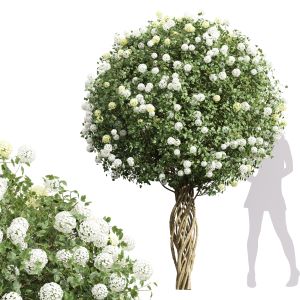 Viburnum Opulus Roseum Decorative Bush